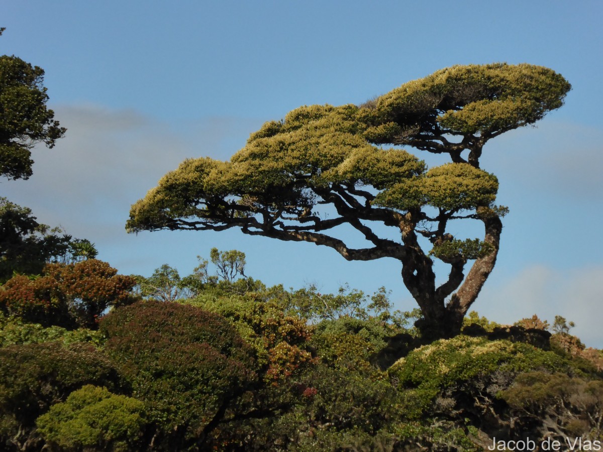 Calophyllum walkeri Wight